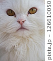 White persian cat displaying mesmerizing amber eyes, soft fluffy fur highlighting regal feline beauty and delicate facial features 126610050