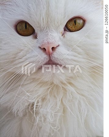 White persian cat displaying mesmerizing amber eyes, soft fluffy fur highlighting regal feline beauty and delicate facial features White persian cat displaying mesmerizing amber eyes, soft fluffy fur highlighting regal feline beauty and delicate facial features 126610050
