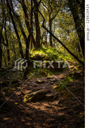 Majestic forest detail in springtime with mystic lights Majestic forest detail in springtime with mystic lights 126610414