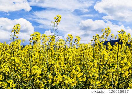 Colorful yellow rapeseed flower field (Brassica Napus) 126610937