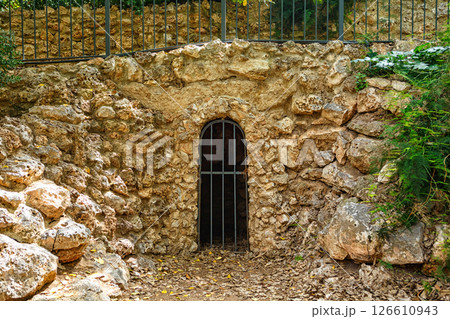Oranges Growing Among Lush Green Leaves in a Vibrant Garden Under Bright Sunlight 126610943