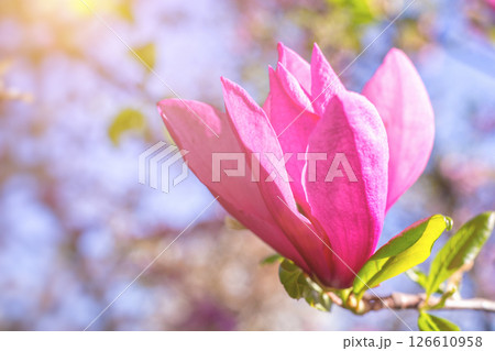 cute color of magnolia in spring. macro. spring background. space for text cute color of magnolia in spring. macro. spring background. space for text 126610958