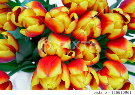 Red tulips bouquet in white pot isolated over white background. Mothers Day, Birthday, Valentines Day concept. Red tulips bouquet in white pot isolated over white background. Mothers Day, Birthday, Valentines Day concept. 126610961