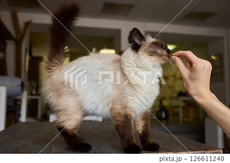 A Cat Enjoying Delicious Treats While a Hand Is Outstretched Toward It in Affectionate Gesture A Cat Enjoying Delicious Treats While a Hand Is Outstretched Toward It in Affectionate Gesture 126611240