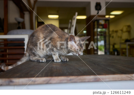 A Cute Cat lounging comfortably in a Bright and inviting Living Room filled with light cat sneezes 126611249