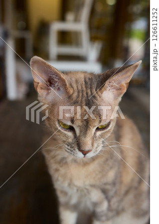 A Cute Cat lounging comfortably in a Bright and inviting Living Room filled with light A Cute Cat lounging comfortably in a Bright and inviting Living Room filled with light 126611252