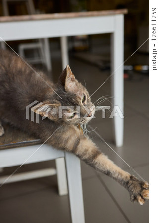 A Graceful Cat is Stretching on a Beautiful Wooden Surface in a Cozy Indoor Environment 126611259