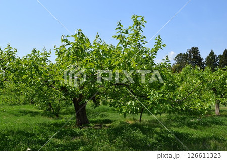 柿の木 山形県庄内 柿の木 山形県庄内 126611323