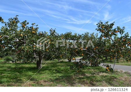 柿の木 山形県庄内 126611324