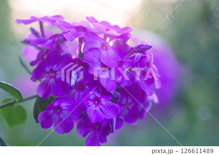 Phlox flowers close up. Phloxes Paniculate plants in bloom. 126611489