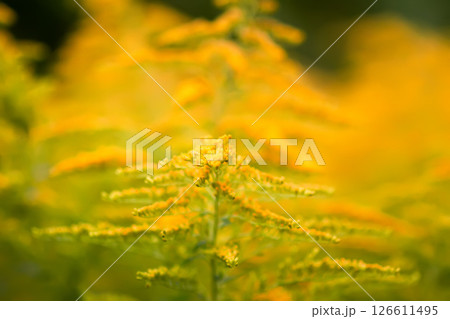 Yellow goldenrod flowers in summer park. Solidago plant. Yellow goldenrod flowers in summer park. Solidago plant. 126611495