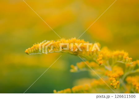 Yellow goldenrod flowers in summer park. Solidago plant. Yellow goldenrod flowers in summer park. Solidago plant. 126611500