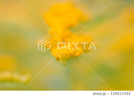 Yellow goldenrod flowers in summer park. Solidago plant. 126611503