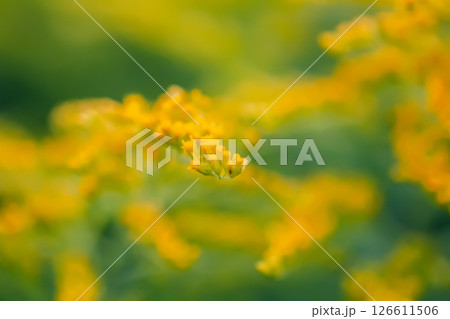 Yellow goldenrod flowers in summer park. Solidago plant. 126611506