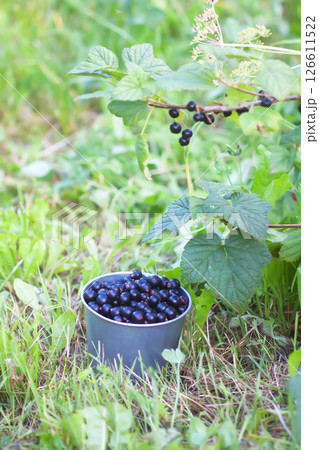 Black currants in a small metal bucket under the bush in a summer garden. Black currants in a small metal bucket under the bush in a summer garden. 126611522