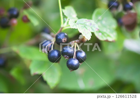 Ripe black currants in the garden. 126611528