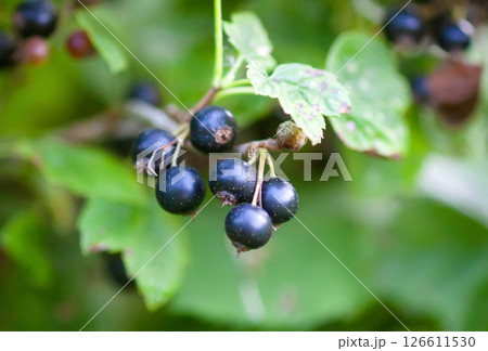 Ripe black currants in the garden. 126611530