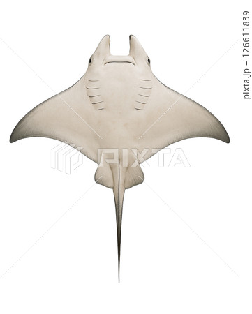 マンタの真下からの姿 126611839