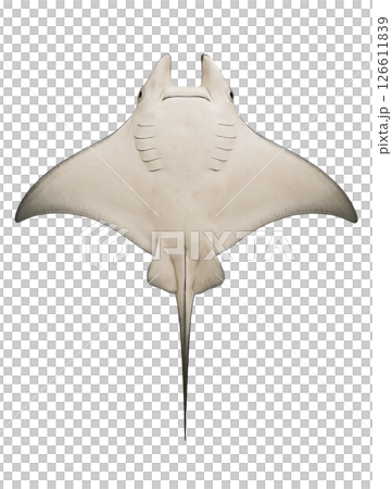 マンタの真下からの姿 126611839