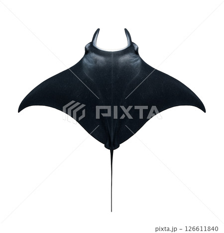 黒いマンタの真上からの姿 126611840