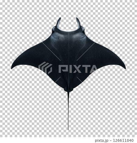 黑蝠鱝的頂視圖 黑蝠鱝的頂視圖 126611840