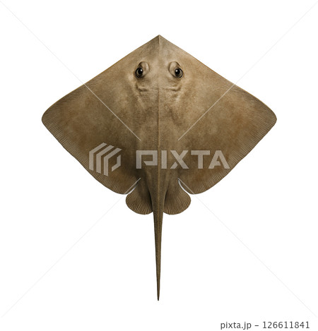 エイの真上からの姿 126611841