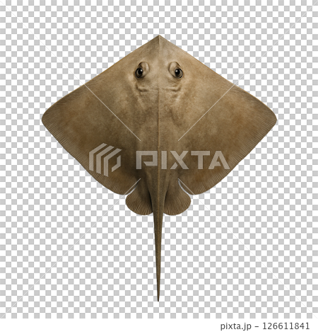 エイの真上からの姿 126611841