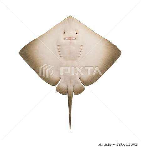 エイの裏側の姿 エイの裏側の姿 126611842