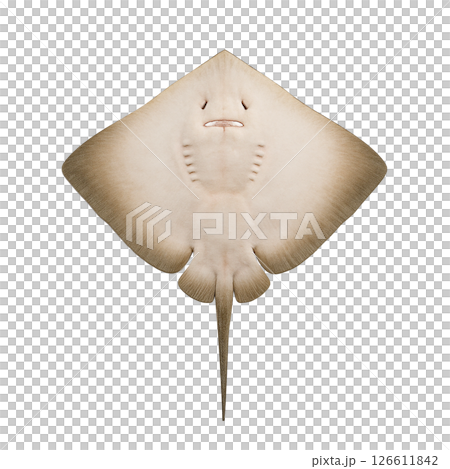 エイの裏側の姿 エイの裏側の姿 126611842