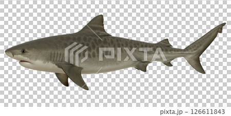 Tiger shark side view 126611843