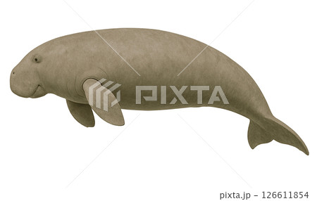 ジュゴンの横姿 126611854