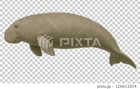 ジュゴンの横姿 126611854