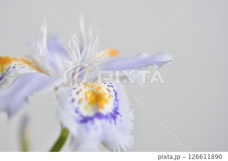 著莪 著莪 126611890