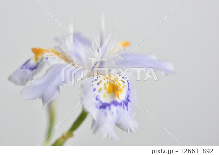 著莪 著莪 126611892
