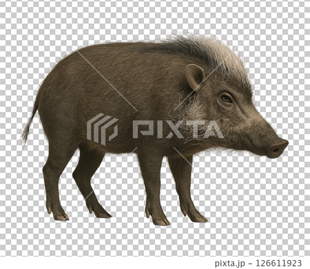 ビサヤイノシシの横向き姿 ビサヤイノシシの横向き姿 126611923