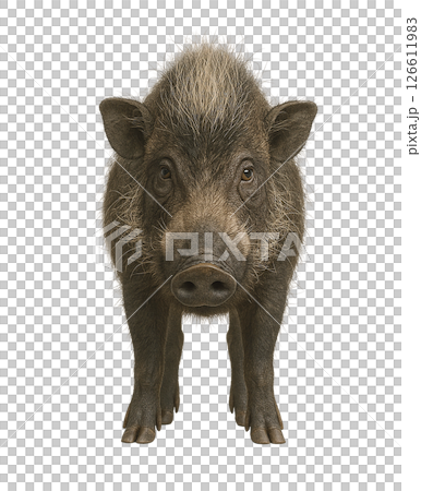 Visayan wild boar front view 126611983