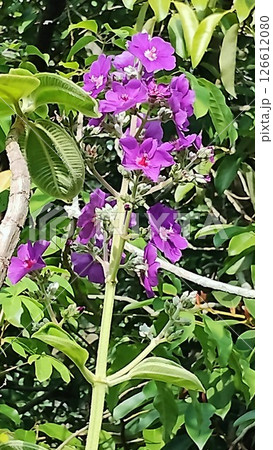 筑波実験植物園のノボタン 筑波実験植物園のノボタン 126612080