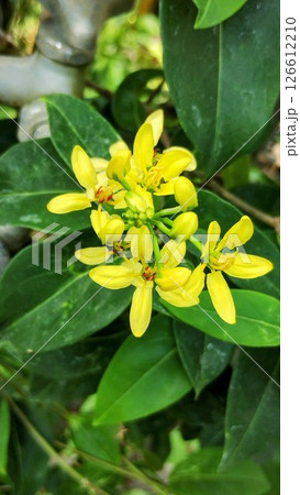 筑波実験植物園の恒春葛 126612210