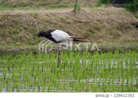 コウノトリ 126612381