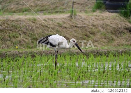 コウノトリ 126612382
