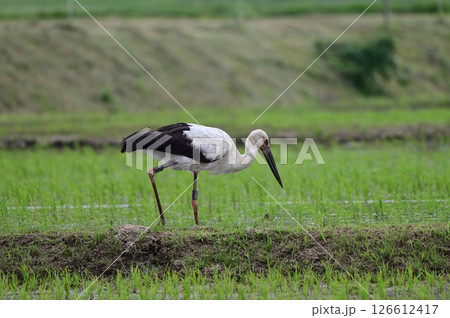 コウノトリ 126612417