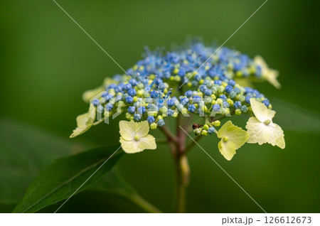 紫陽花 紫陽花 126612673