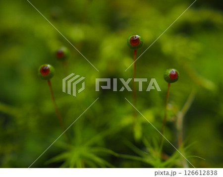 タマゴケの集団（20250518074259） 126612838