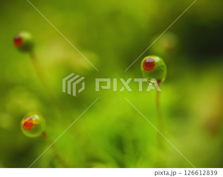 何かを見つめているように見えるタマゴケ（20250518074239） 126612839