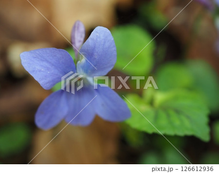 紫色のスミレ(20250518075005) 紫色のスミレ(20250518075005) 126612936