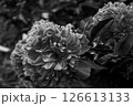 美しい花 芍薬 モノクローム 126613133