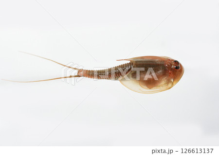 お腹を上にして背泳で泳ぐカブトエビ お腹を上にして背泳で泳ぐカブトエビ 126613137