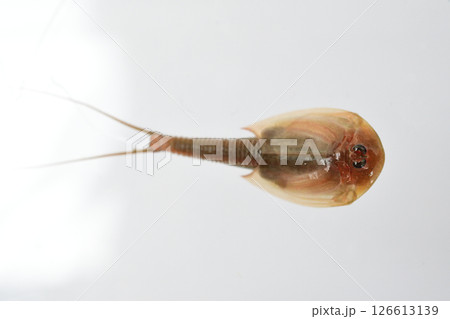 お腹を上にして背泳で泳ぐカブトエビ お腹を上にして背泳で泳ぐカブトエビ 126613139
