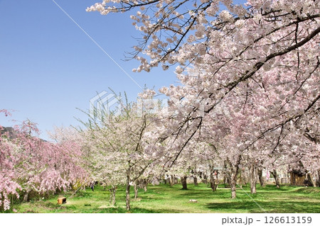 岐阜県 高山市 桜野公園 2 岐阜県 高山市 桜野公園 2 126613159