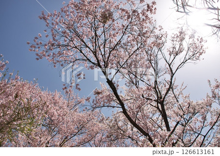 岐阜県 高山市 桜野公園 4 岐阜県 高山市 桜野公園 4 126613161